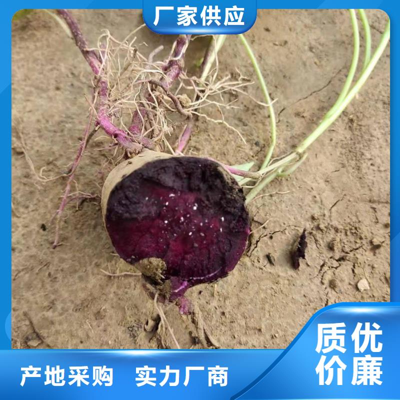 脫毒紫薯苗銷售