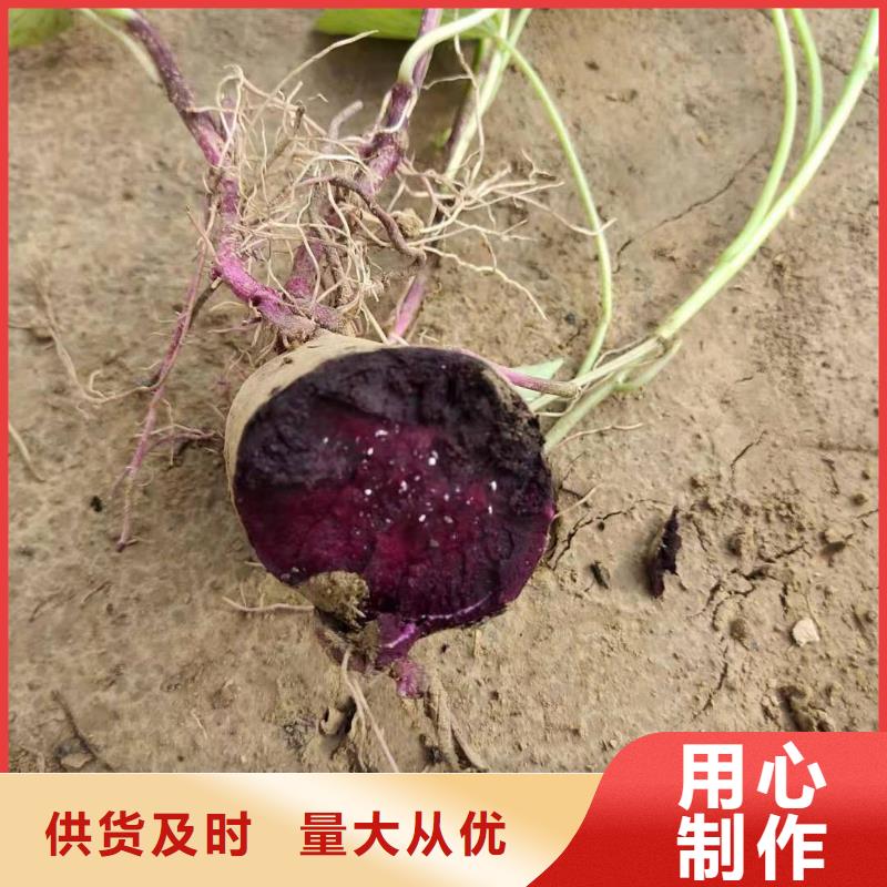 高剪脫毒普薯32號(hào)苗子怎么栽
