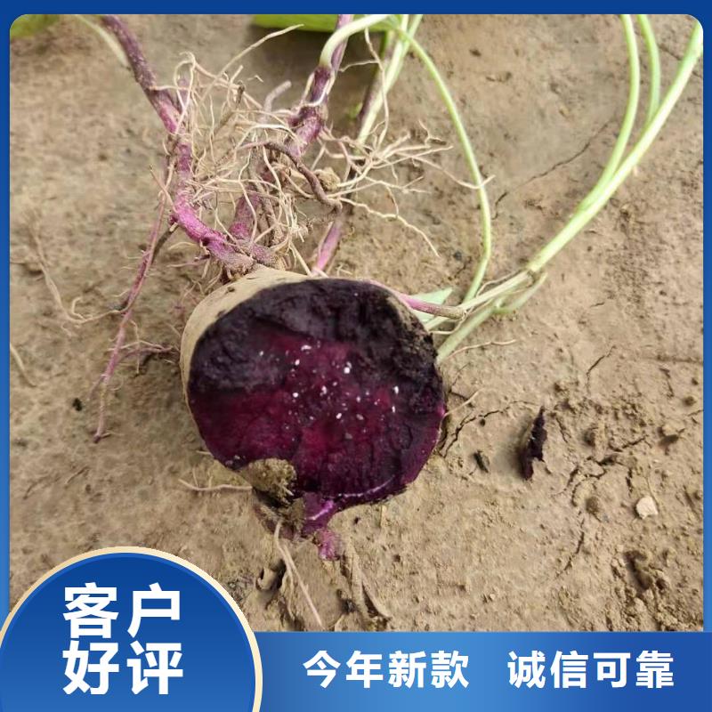 紫薯苗管理方式
