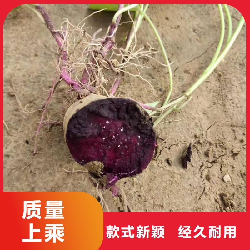 麥茬苗普薯32號（紅薯苗）品種多樣