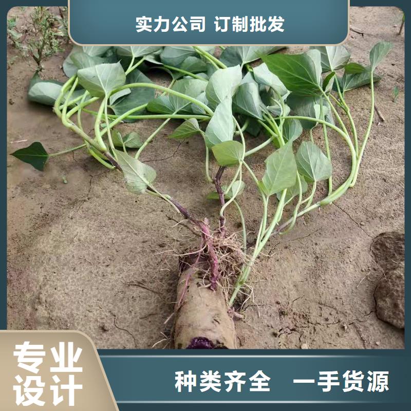 紫薯苗（濟(jì)黑2號上市）歡迎洽談合作