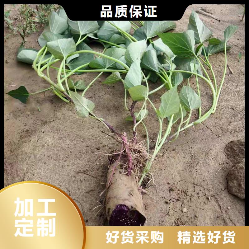 紫薯苗（濟黑2號）廠家價格是多少