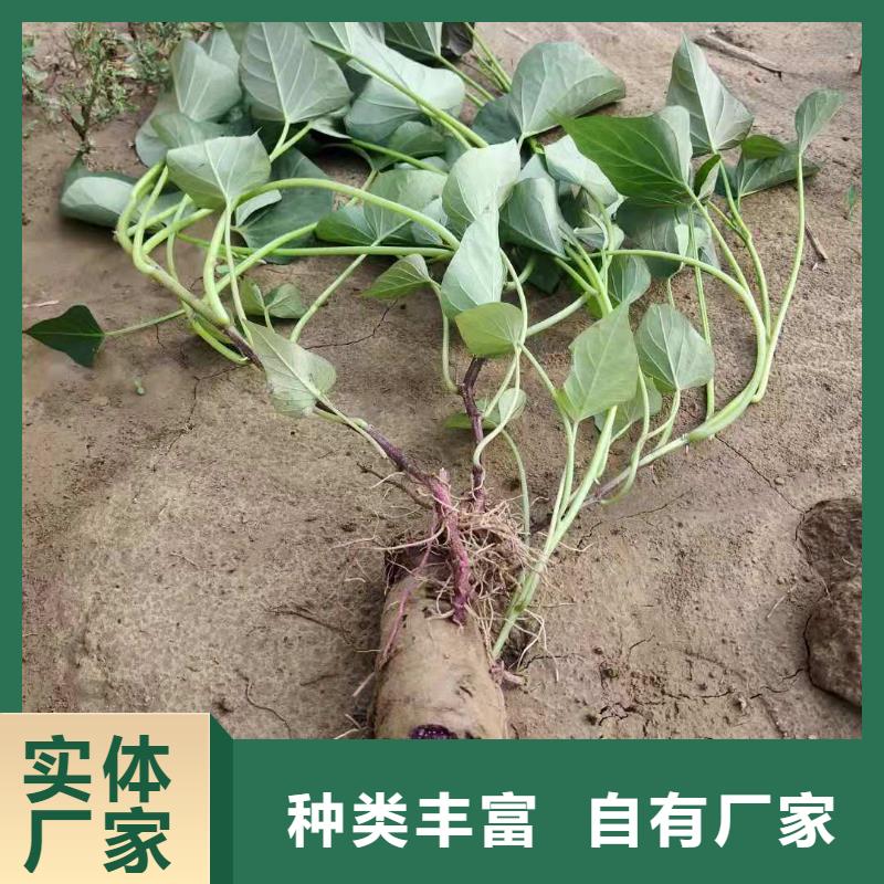 麥茬濟黑2號苗移栽機