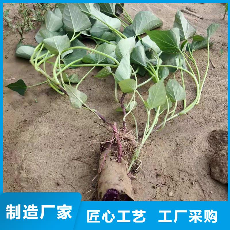 脫毒紫薯苗銷售