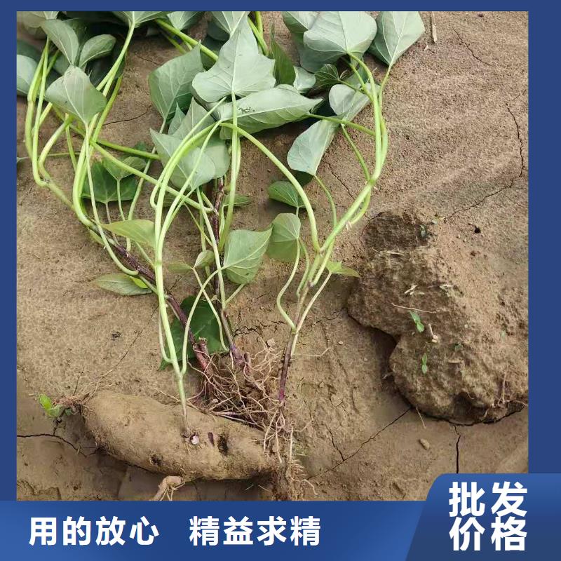 紫地瓜苗銷售