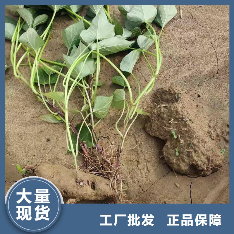 紫紅薯苗報(bào)價(jià)