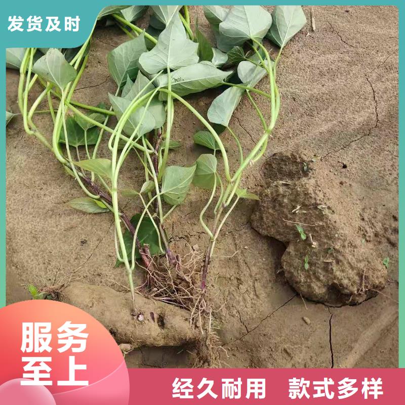 紫地瓜苗子什么時候種