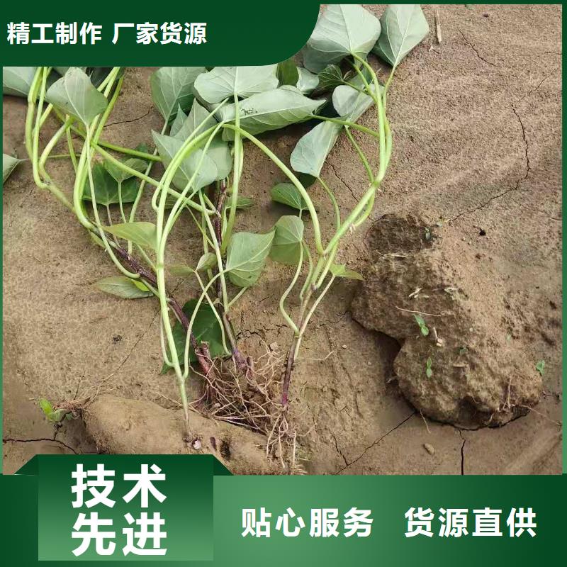 紫薯苗羽衣甘藍粉快速生產(chǎn)