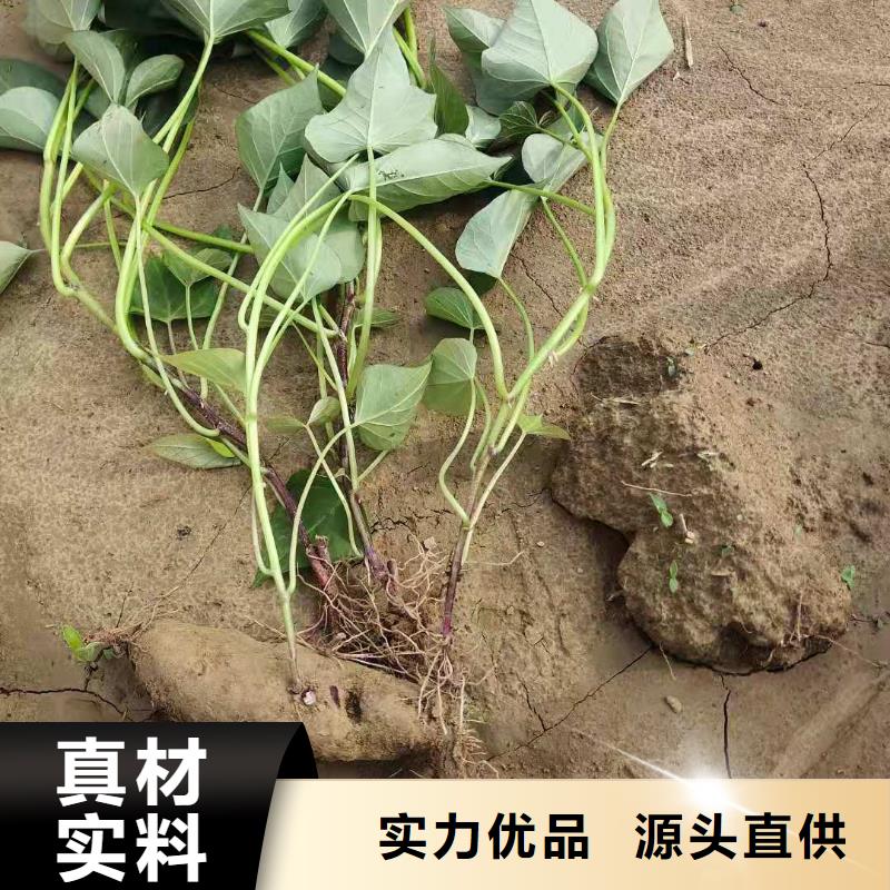 紫薯苗子多少錢