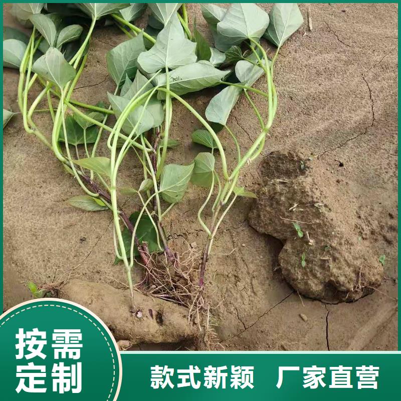 紫薯苗（綾紫）源頭廠家