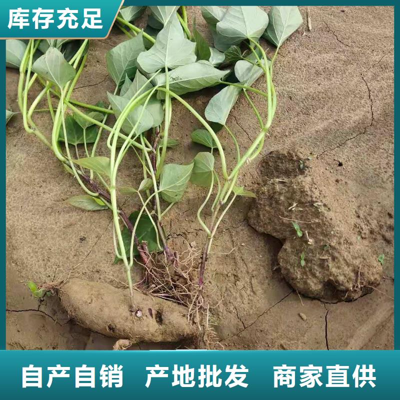 紫薯種苗可提前預定