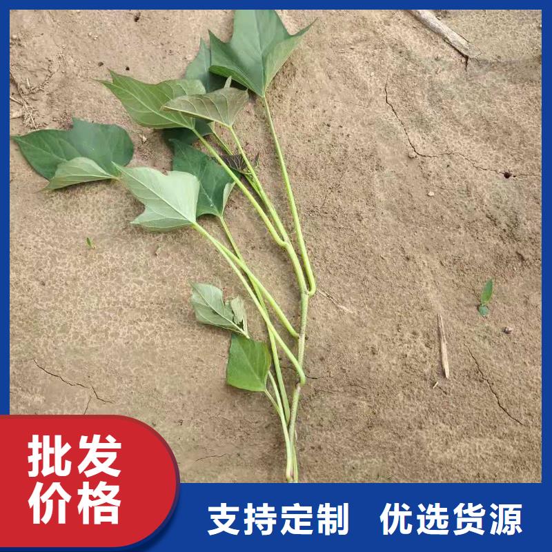 鮮食型紫薯苗哪里有賣的