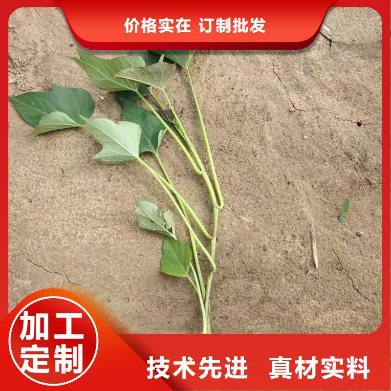 紫地瓜苗廠家