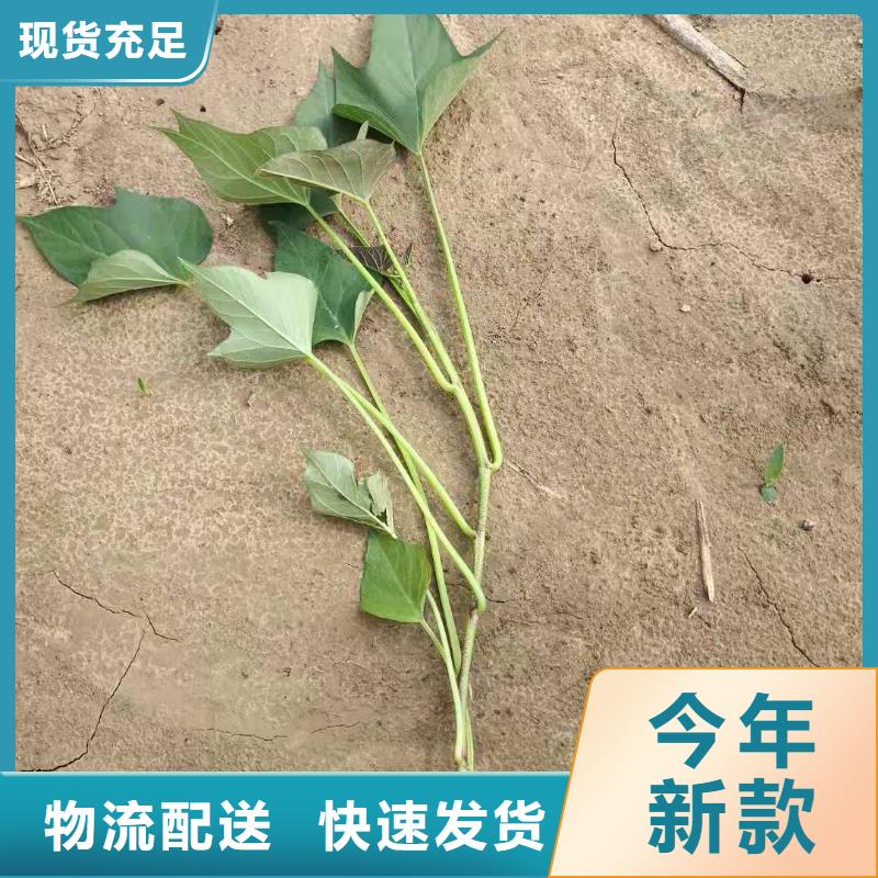 濟黑2號紫薯苗合作社