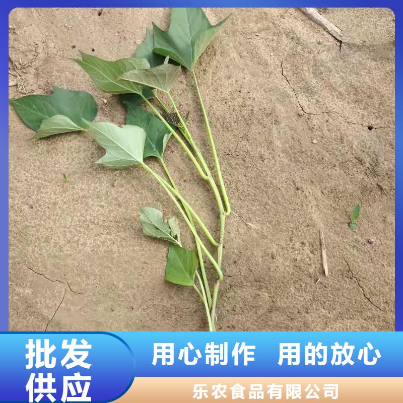 麥茬濟黑2號苗區別