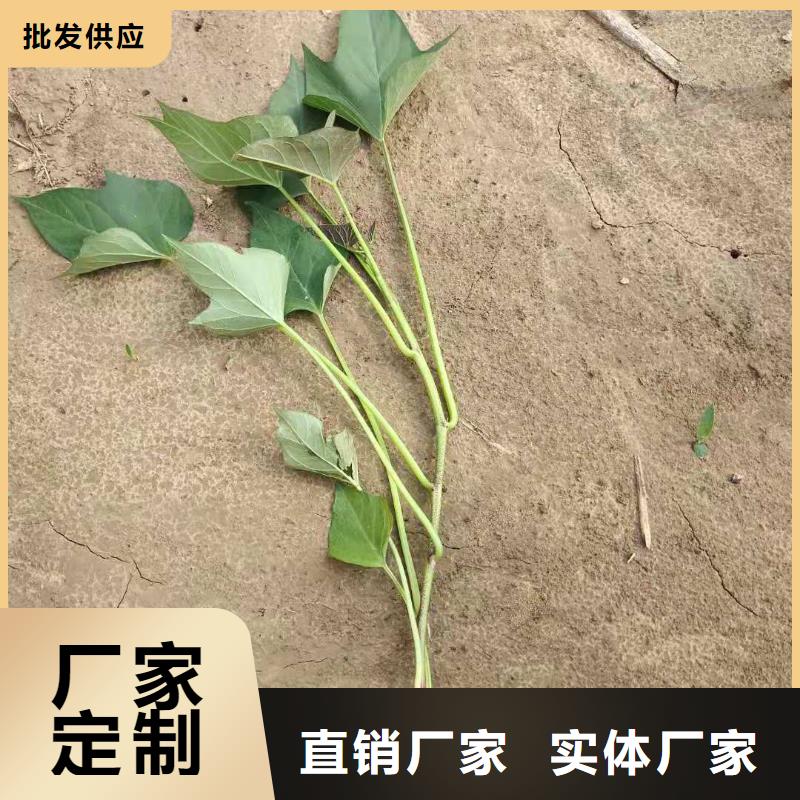 鮮食型紫薯苗供應