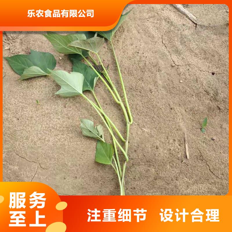 脫毒紫薯苗供應