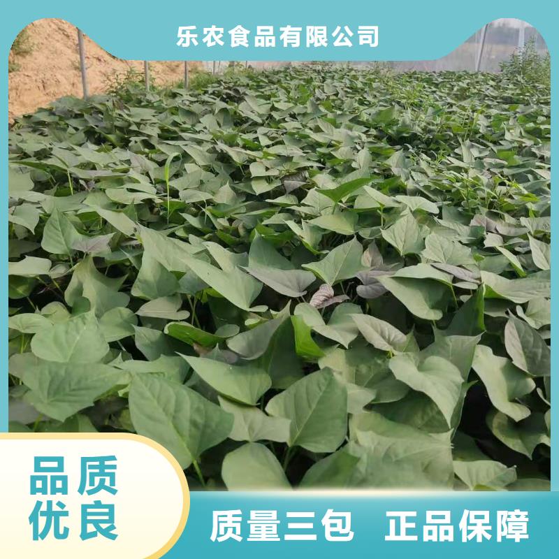 綾紫薯苗繁育基地