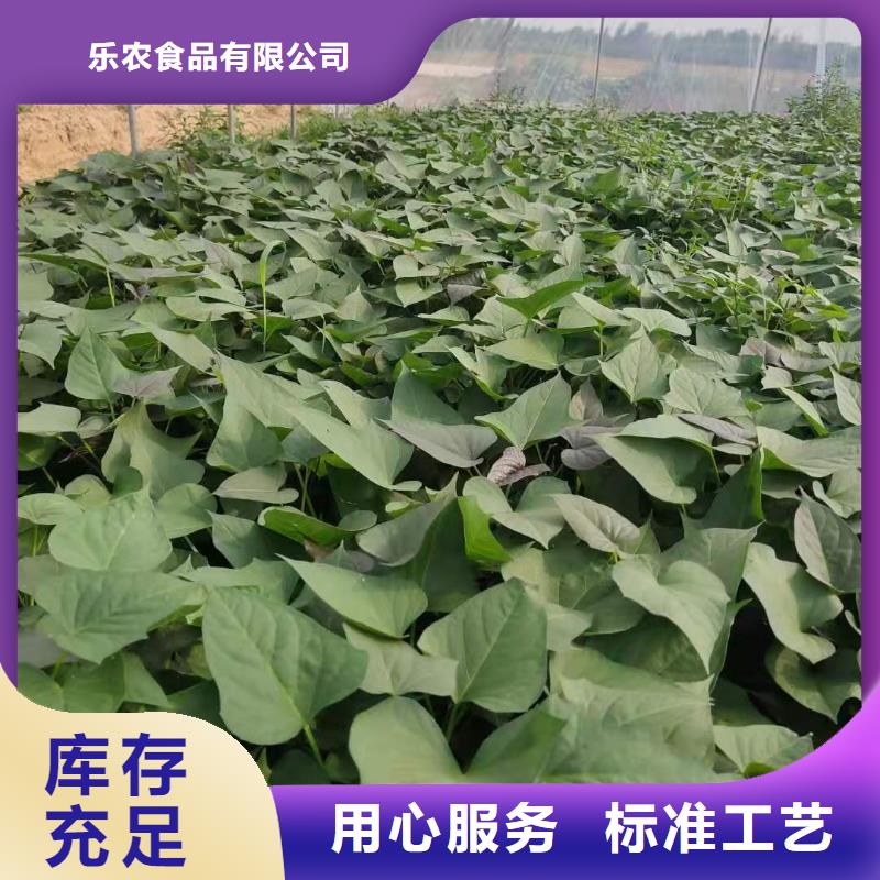 紅薯苗（西瓜紅）什么時候種