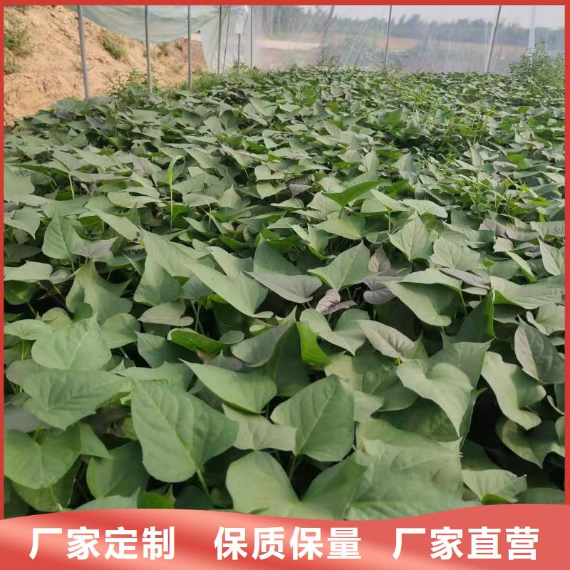 紅薯苗（西瓜紅）多少錢一棵