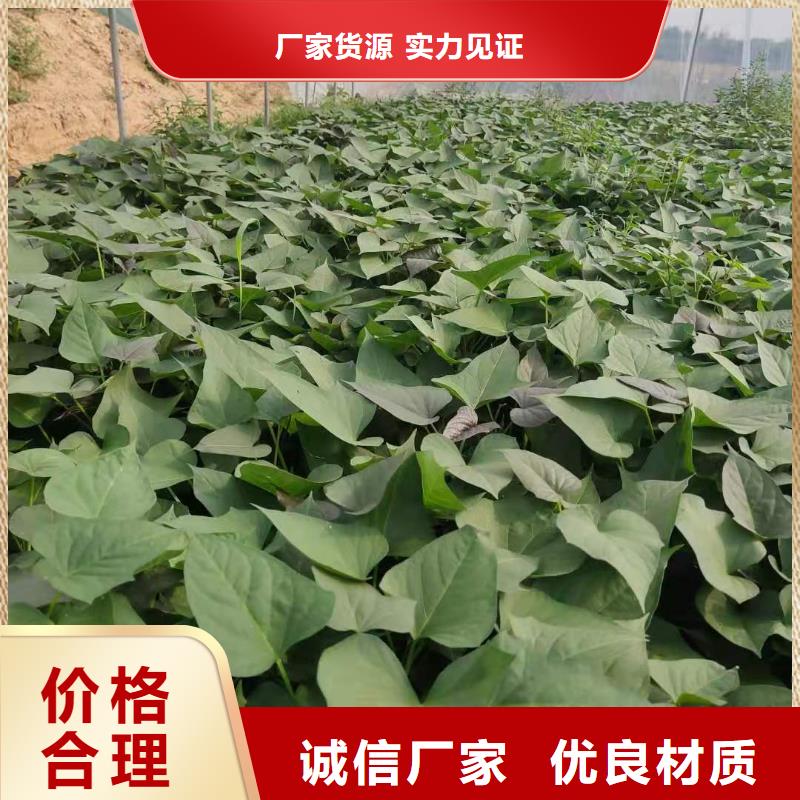紫薯苗（濟黑2號）種植廠家