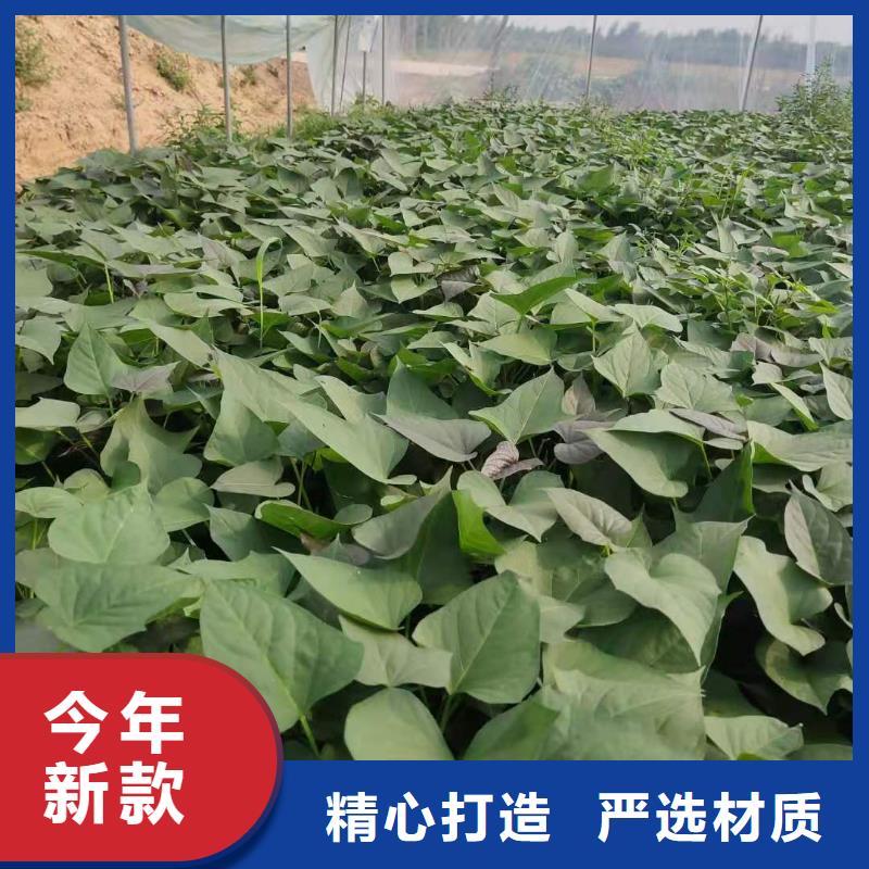 紫薯苗（綾紫）供應