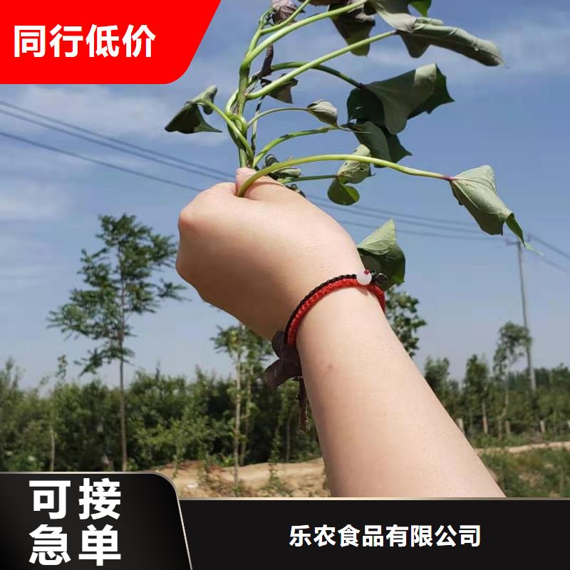 紫薯苗,【胡蘿卜丁】廠家直銷大量現貨