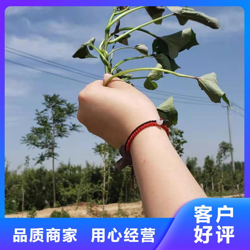 紫薯苗,菠菜粉用心經營