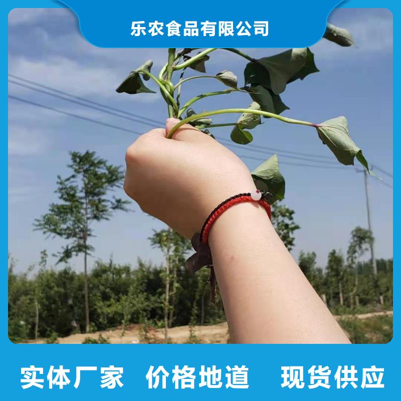 紫地瓜苗子什么時候種