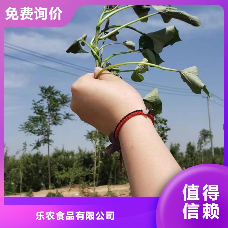 樂東縣高產脫毒紫薯苗（凌紫品種）種植基地