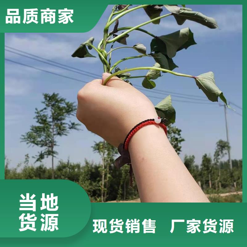 鮮食型紫薯苗供應