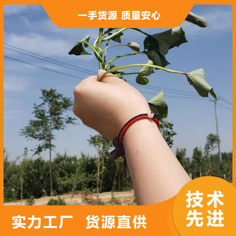 紫薯苗（綾紫）源頭廠家