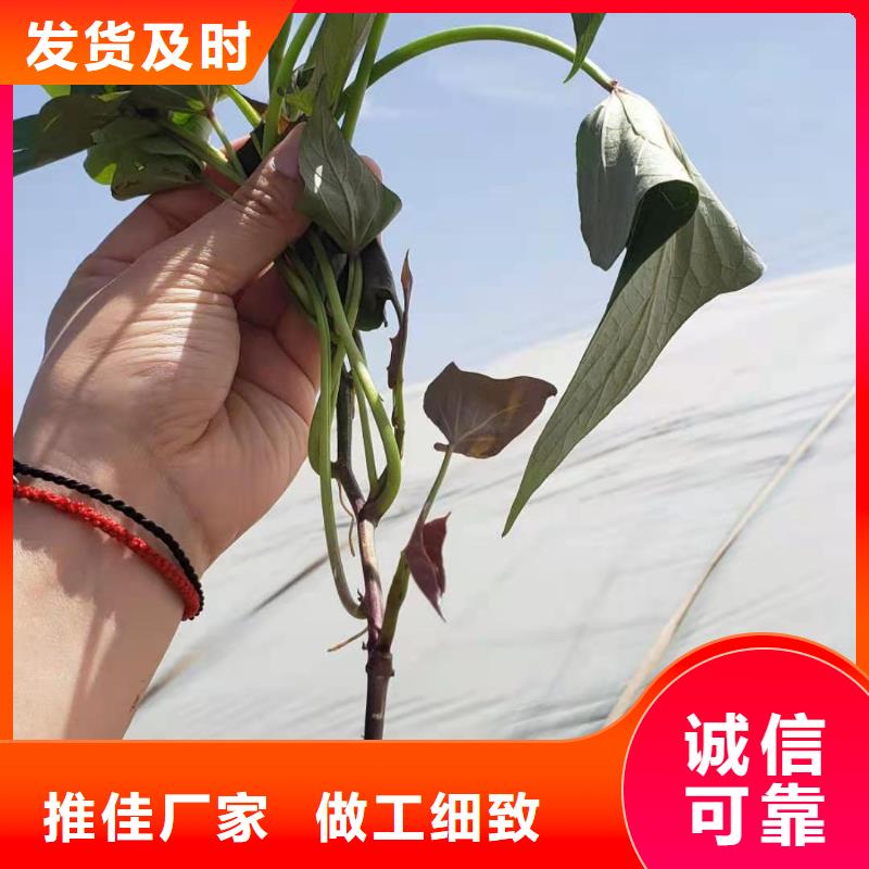 瓊中縣麥茬濟黑2號苗剪苗