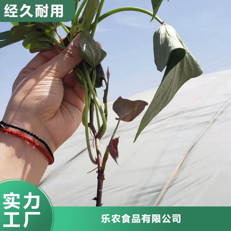 紫薯苗（綾紫）源頭廠家
