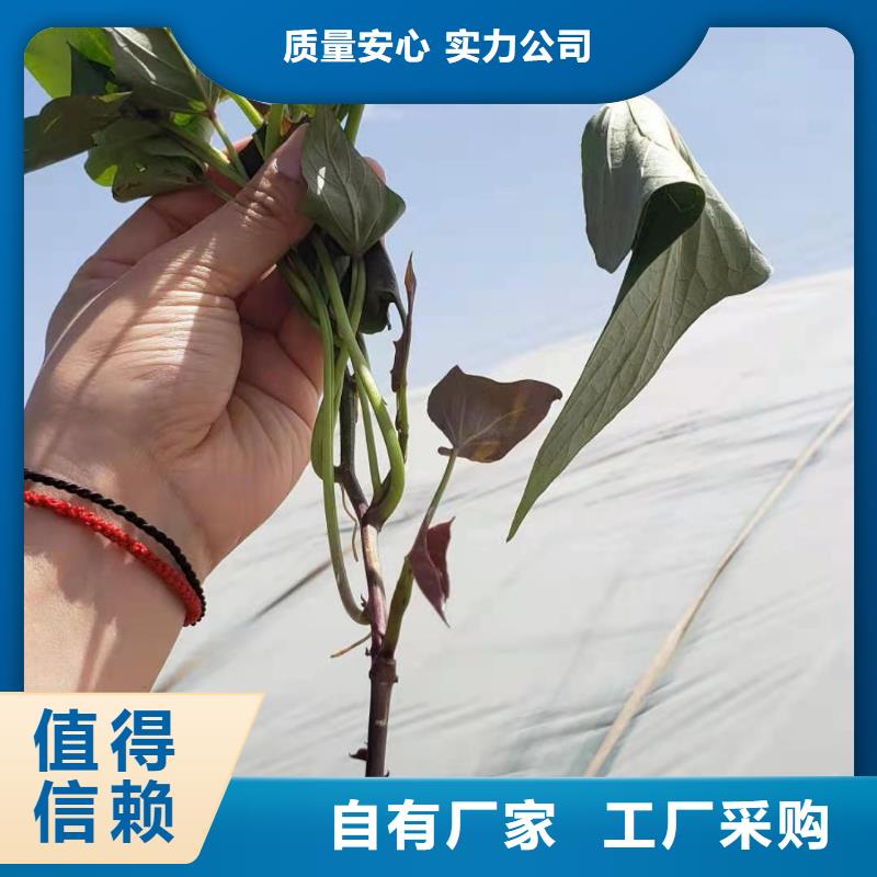 紫薯苗南瓜粉買的是放心