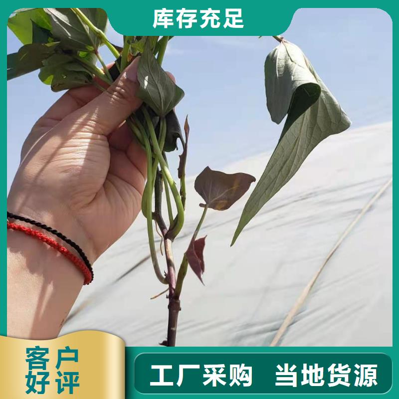 紫地瓜苗子廠家