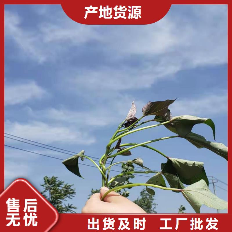 【紫薯苗羽衣甘藍(lán)粉誠信為本】