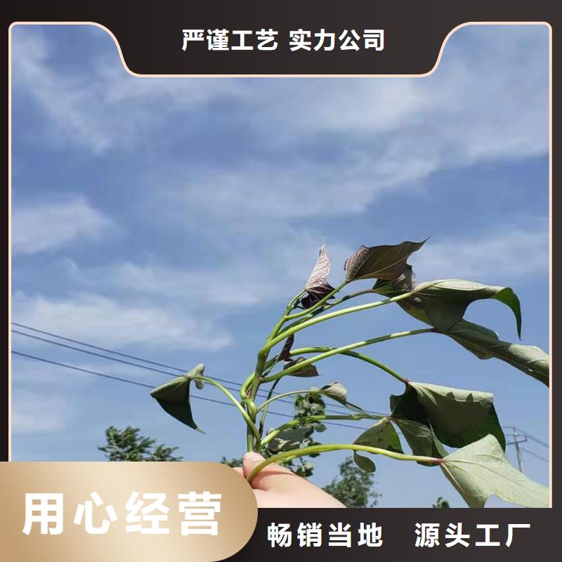 【紫薯苗】羽衣甘藍粉現貨實拍