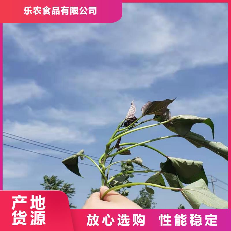 紫紅薯苗怎么培育