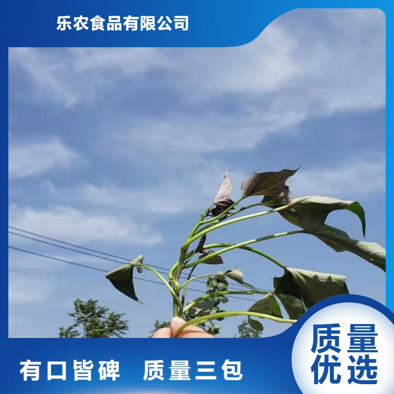 紫紅薯苗2025新苗上市