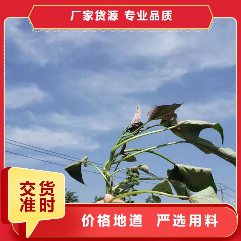 紫薯苗（綾紫）歡迎致電