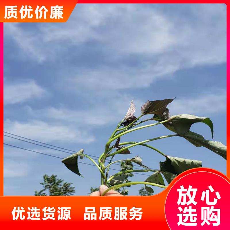 脫毒紫薯苗什么時候種
