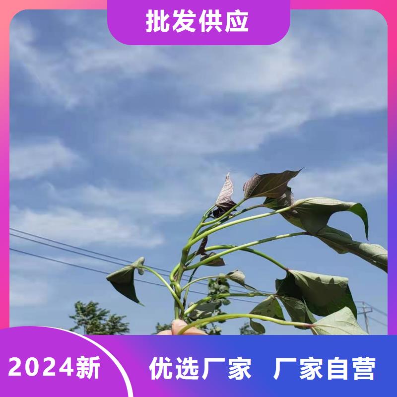 紫薯苗子歡迎致電