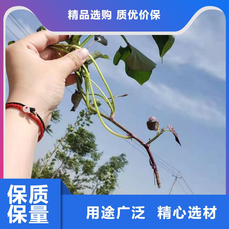 紫薯種苗2025新苗上市