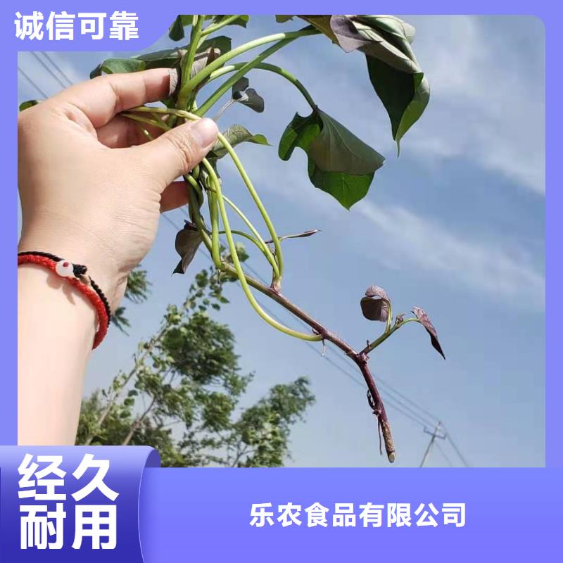 紫薯苗_羽衣甘藍(lán)粉誠(chéng)信經(jīng)營(yíng)質(zhì)量保證