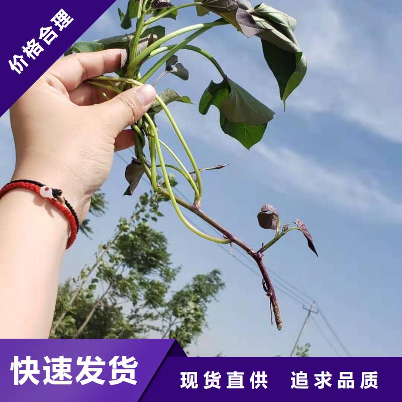 高產紅薯苗（普薯32號)怎么培育