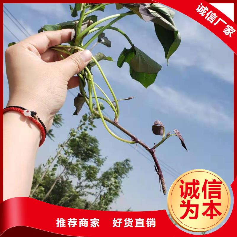 紫薯苗（濟黑2號）廠家價格是多少