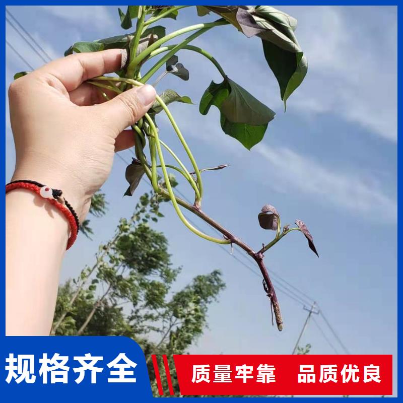 紫薯苗紫薯雪花片廠家廠家實力大