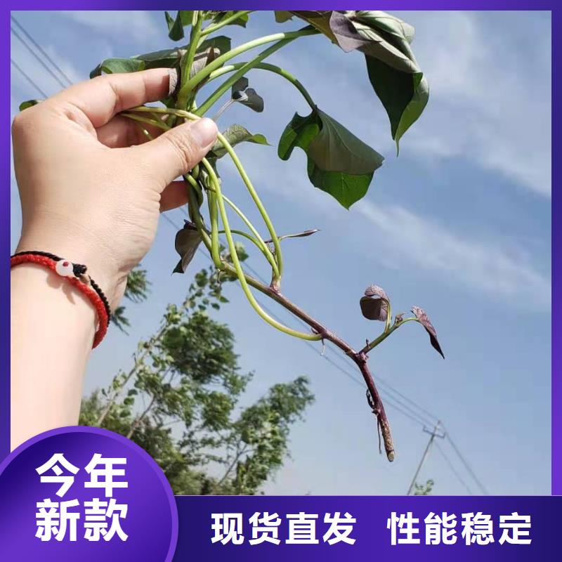 紅甘薯苗（高剪苗）選擇我們沒錯
