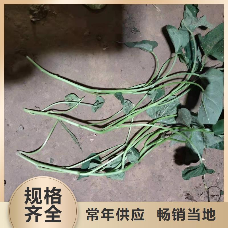 紫薯種苗種植方法